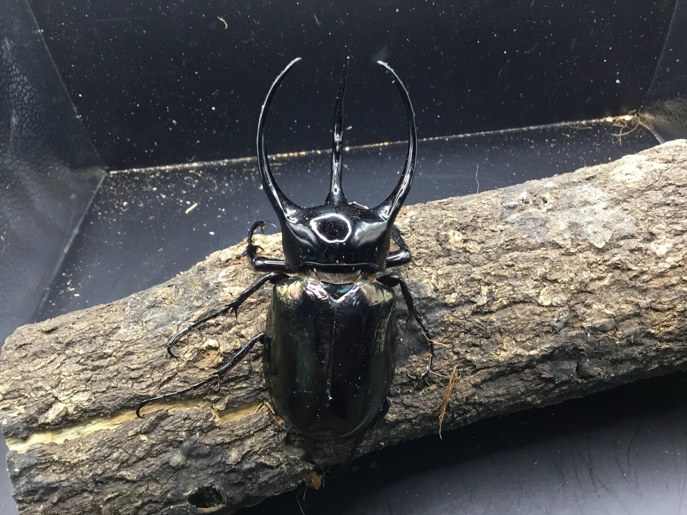 ベトナム産 コーカサスオオカブトペア | スミス
